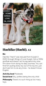 hachi.jpg