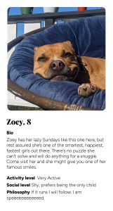 zoey.jpg